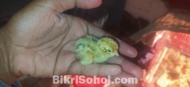 কোয়েল পাখি